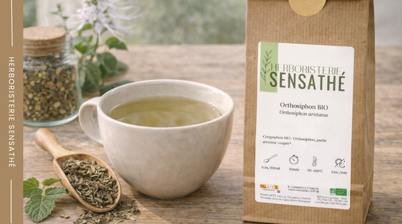 Infusion d’orthosiphon diurétique préparée pour favoriser le drainage naturel de l’organisme - Herboristerie Sensathé